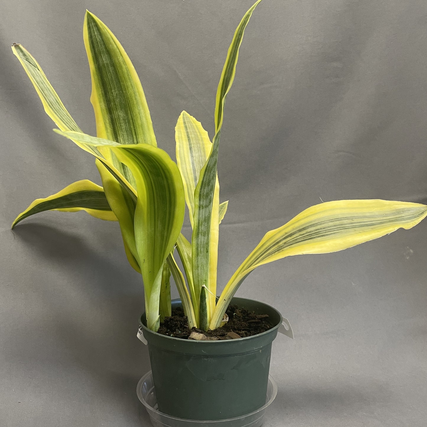 Snake Plant 'Yellowstone'