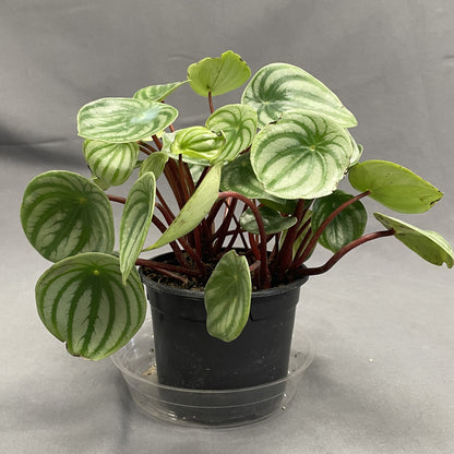 Peperomia 'Watermelon'