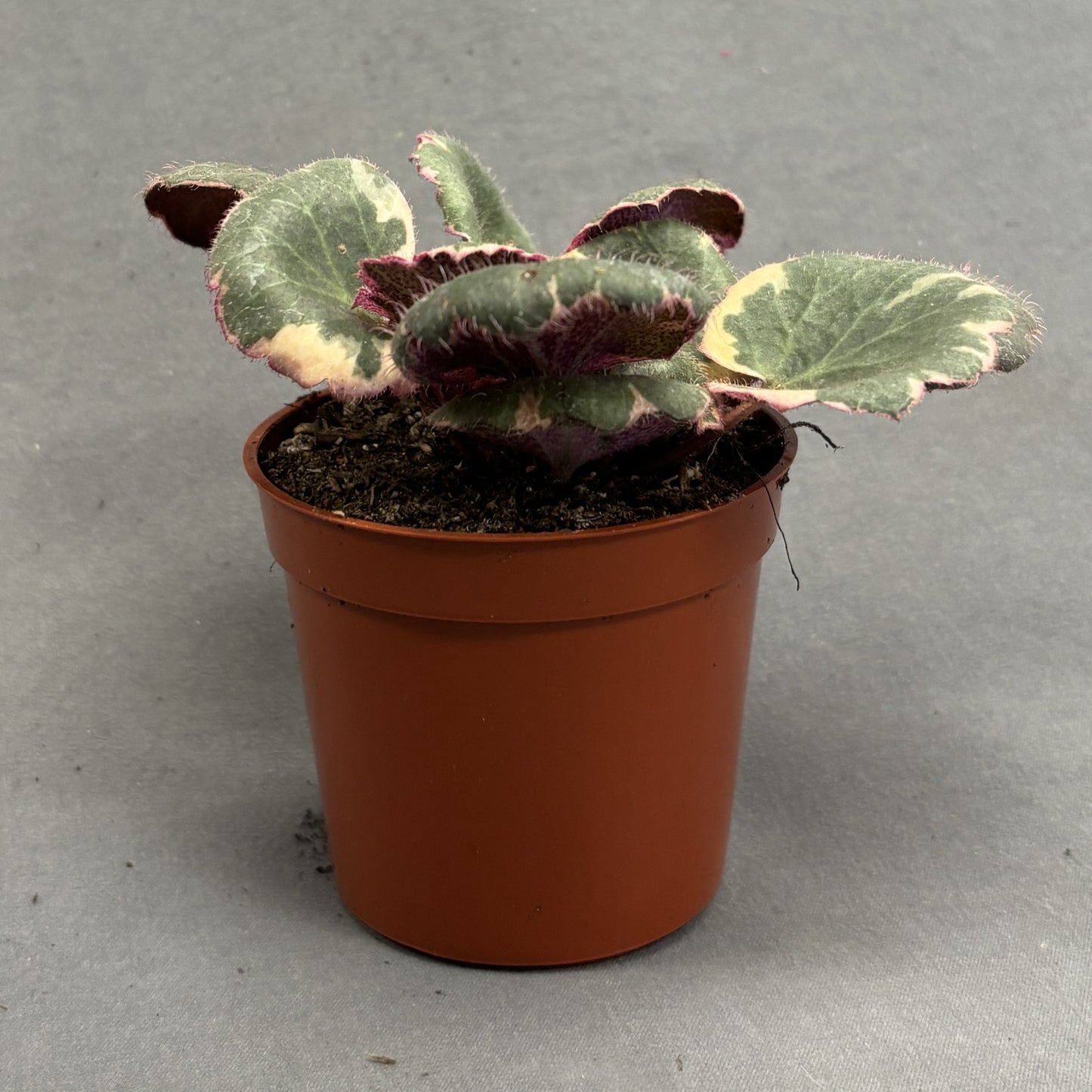 Strawberry Begonia