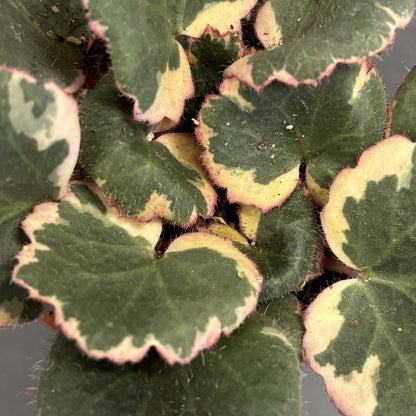 Strawberry Begonia