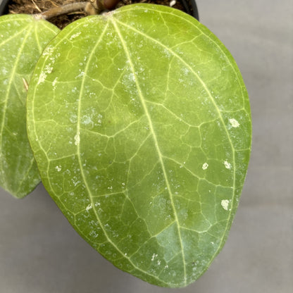 Hoya latifolia 'Sarawak'