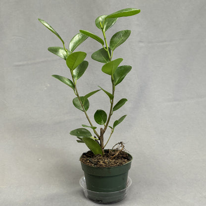 Ficus 'Moclame'