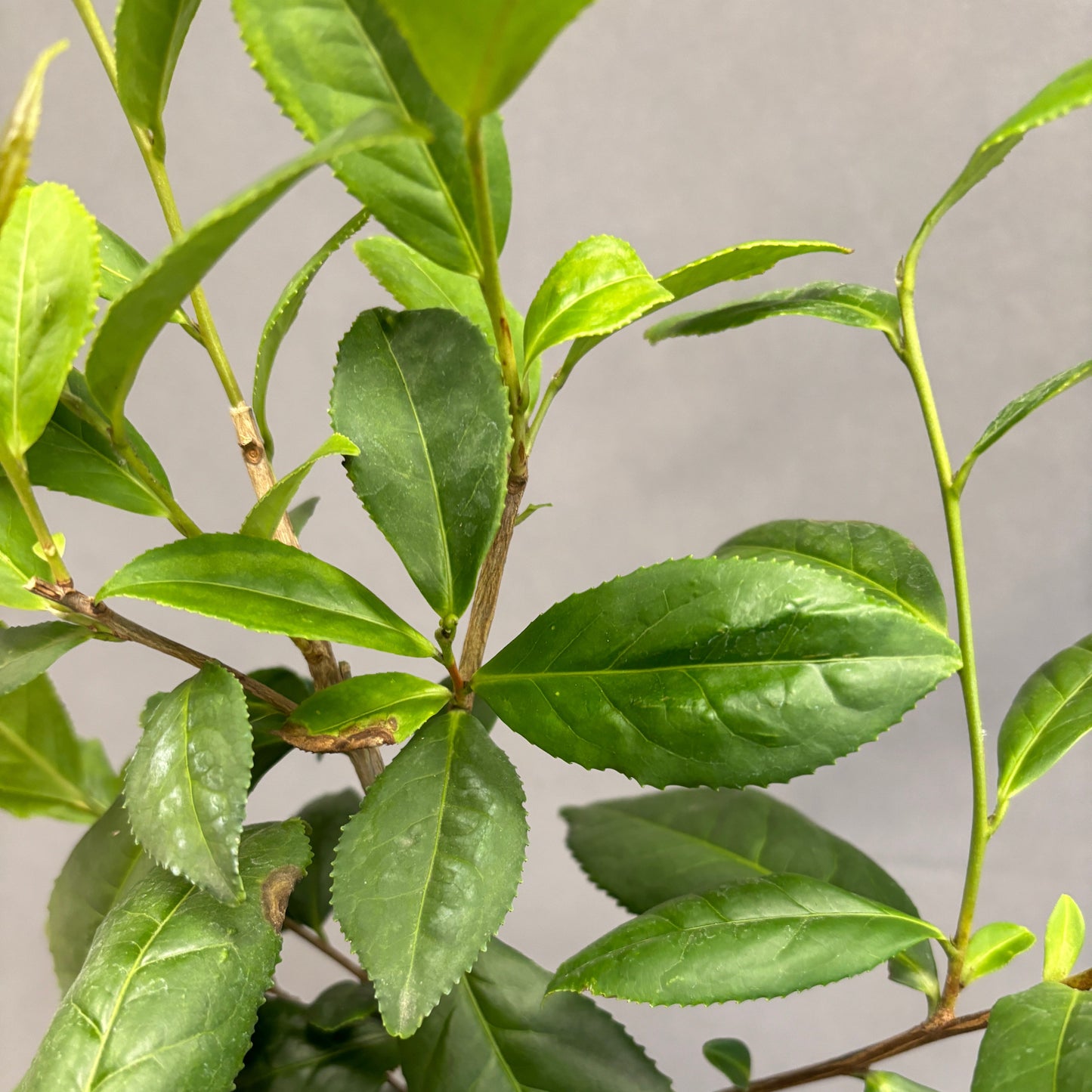 Tea Leaf Plant