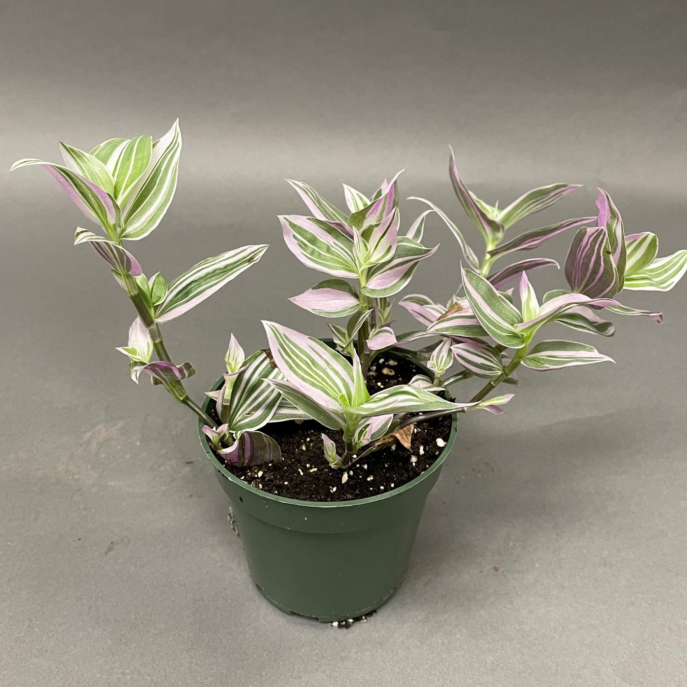 Tradescantia 'Lollipop'