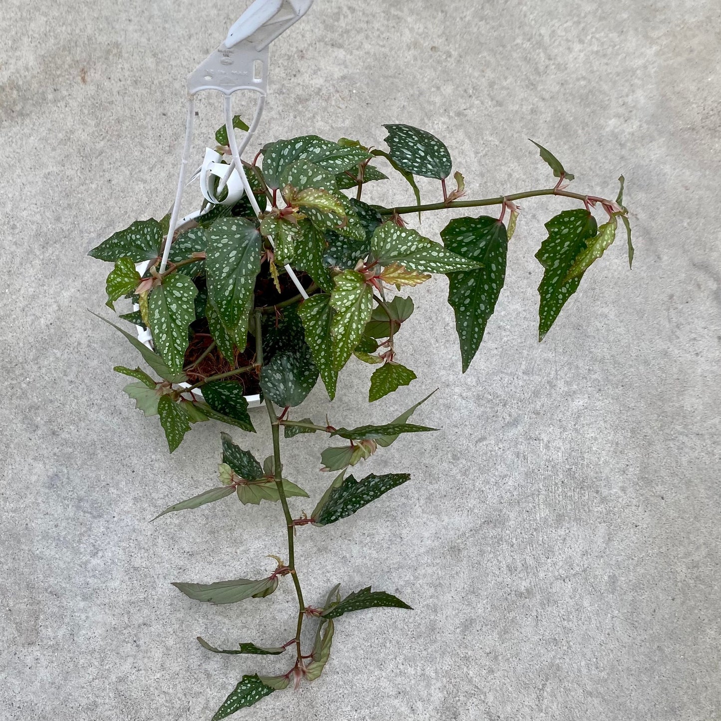 Angel Wing Begonia