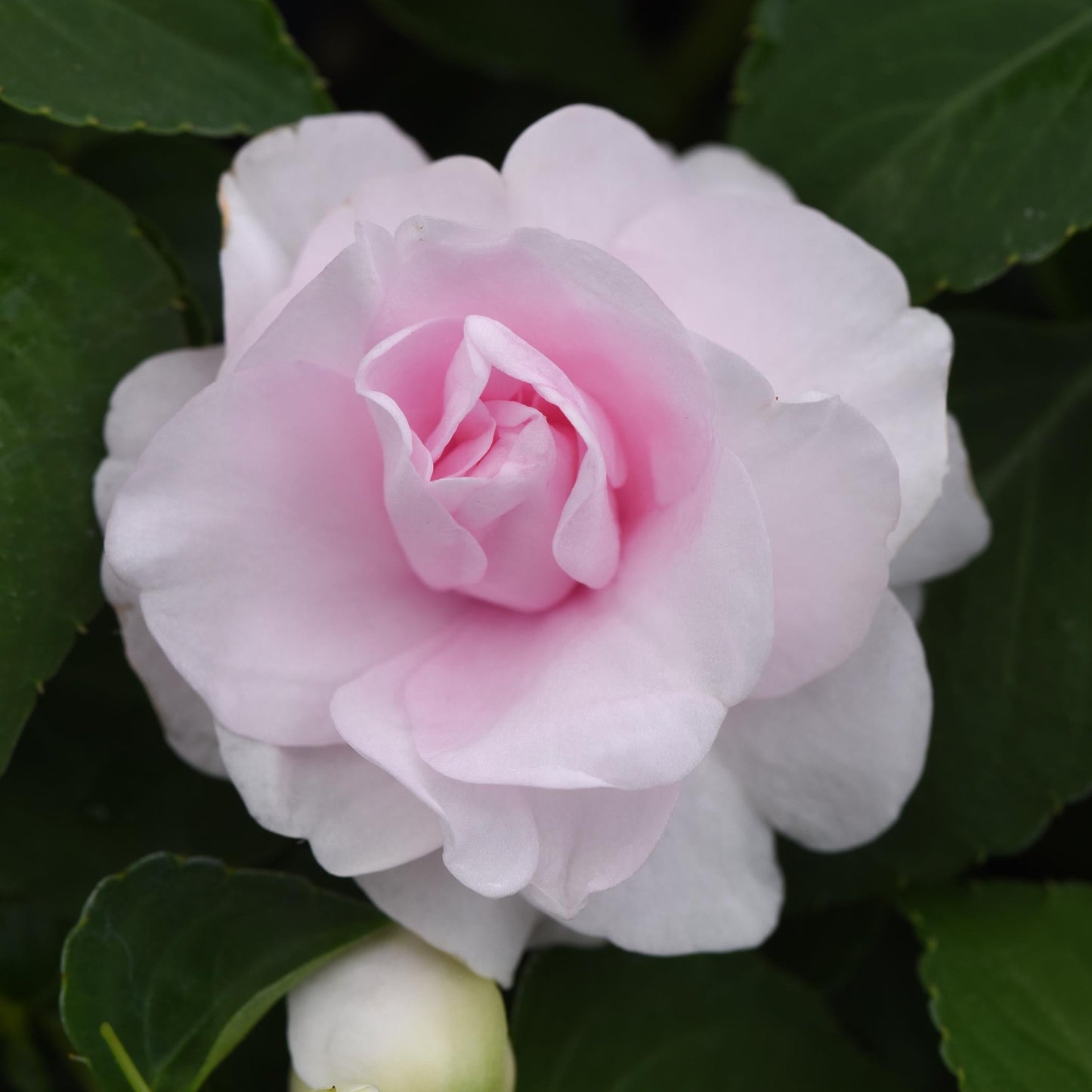 Impatiens Double 'Glimmer'