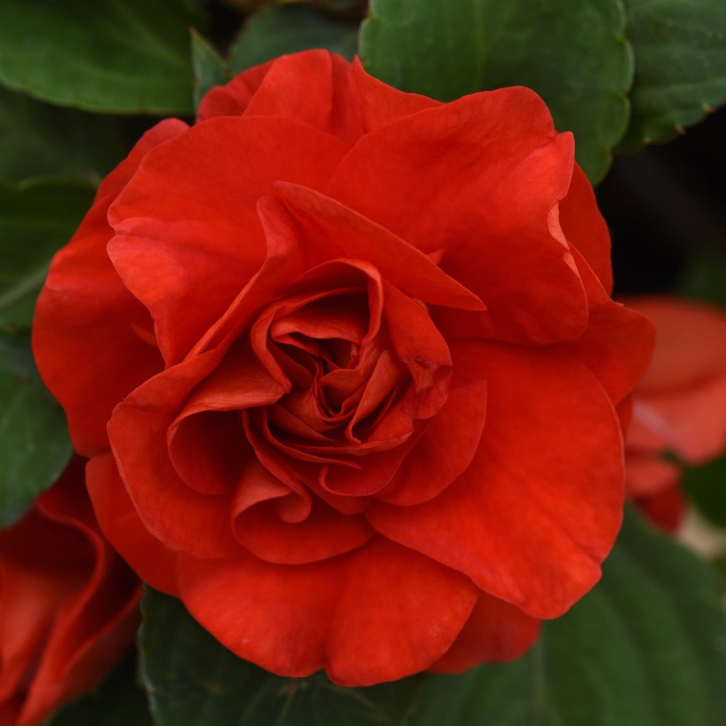 Impatiens Double 'Glimmer'