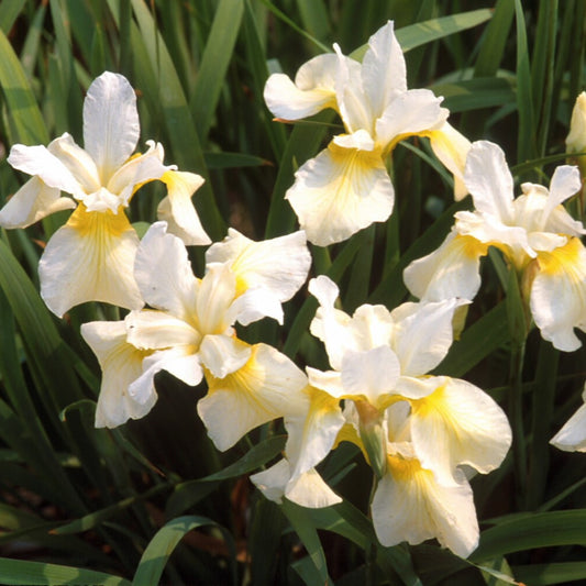 Iris 'Butter Sugar'