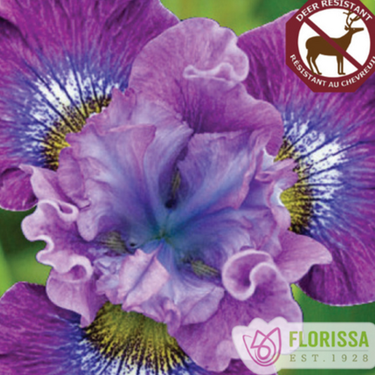 Iris 'Strawberry Fair'