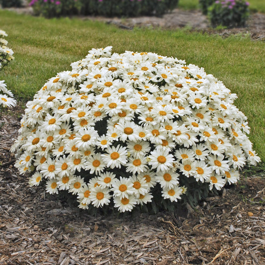 Leucanthemum x superbum