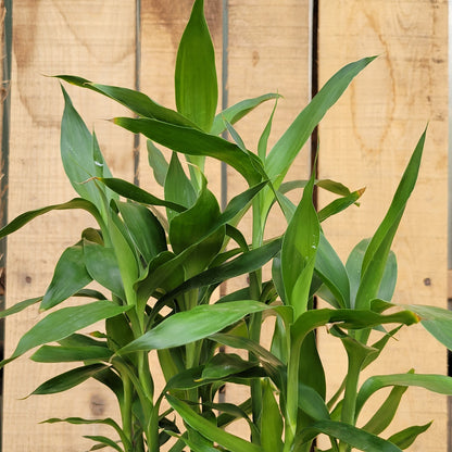 Dracaena 'Lucky Bamboo' In Pot