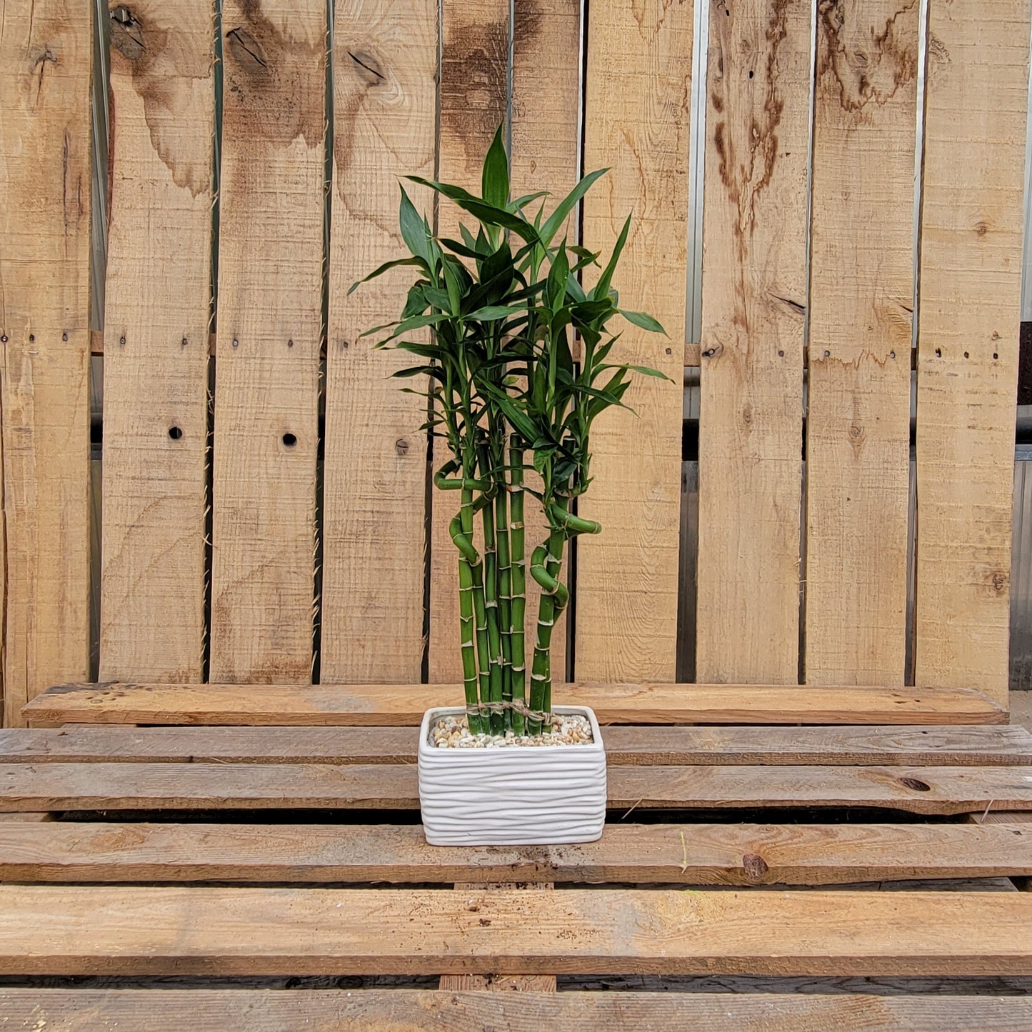 Dracaena 'Lucky Bamboo' In Pot