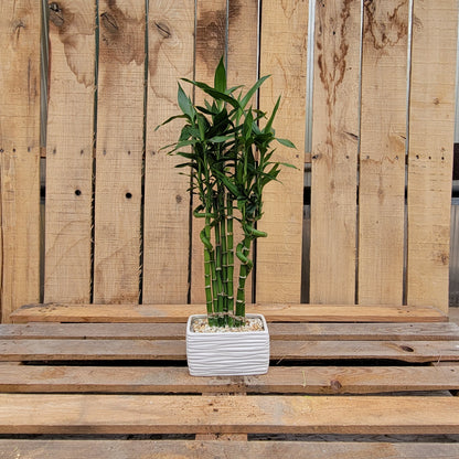 Dracaena 'Lucky Bamboo' In Pot