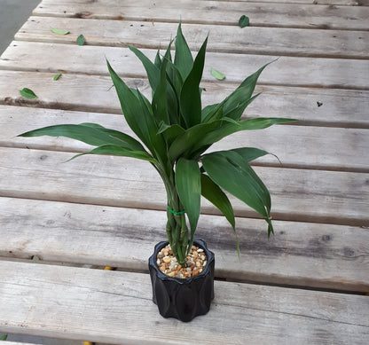 Dracaena 'Lucky Bamboo' In Pot