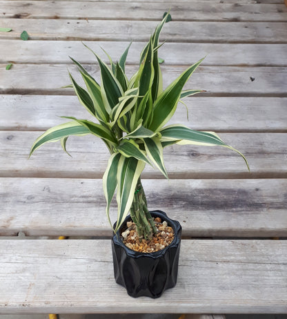 Dracaena 'Lucky Bamboo' In Pot