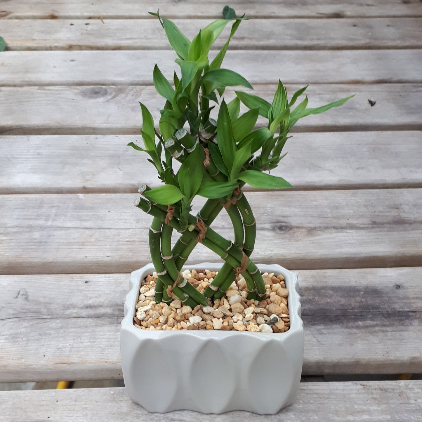 Dracaena 'Lucky Bamboo' In Pot