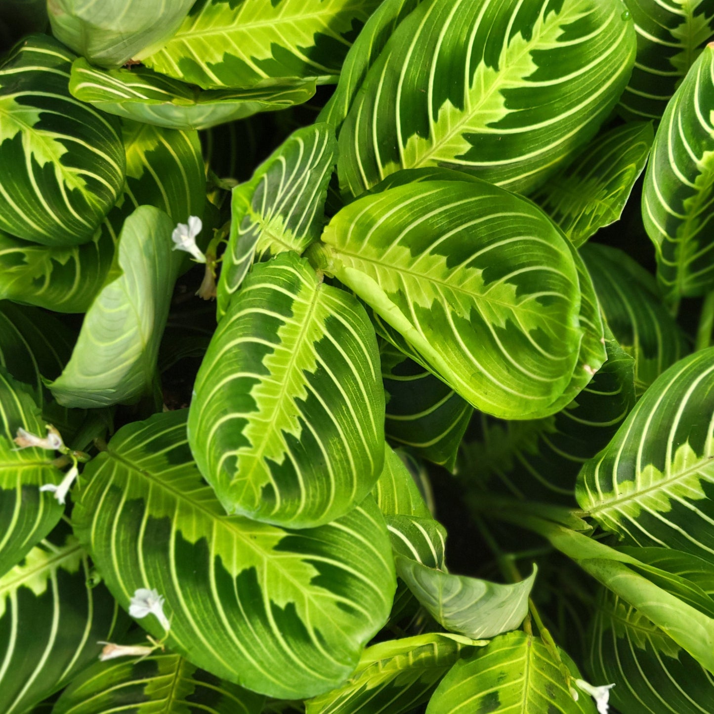 Maranta 'Lemon Lime'