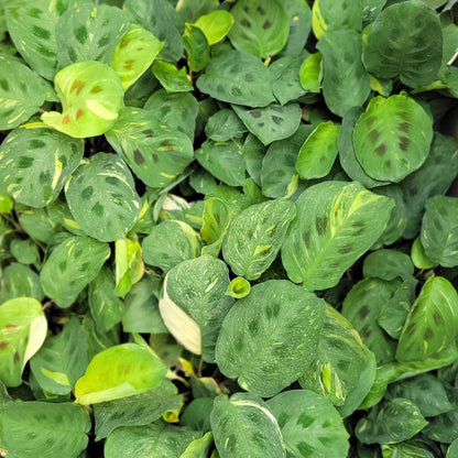 Maranta 'Rabbit Tracks'