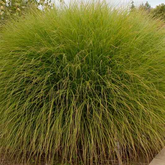 Miscanthus sinensis