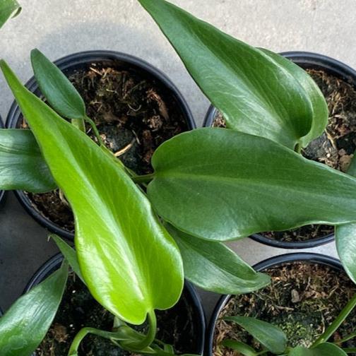 Monstera 'Burle Marx Flame'