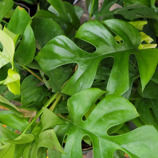 Monstera 'Ginny'