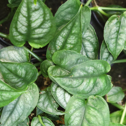 Monstera 'Silver'