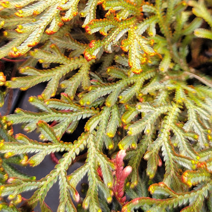 Clubmoss