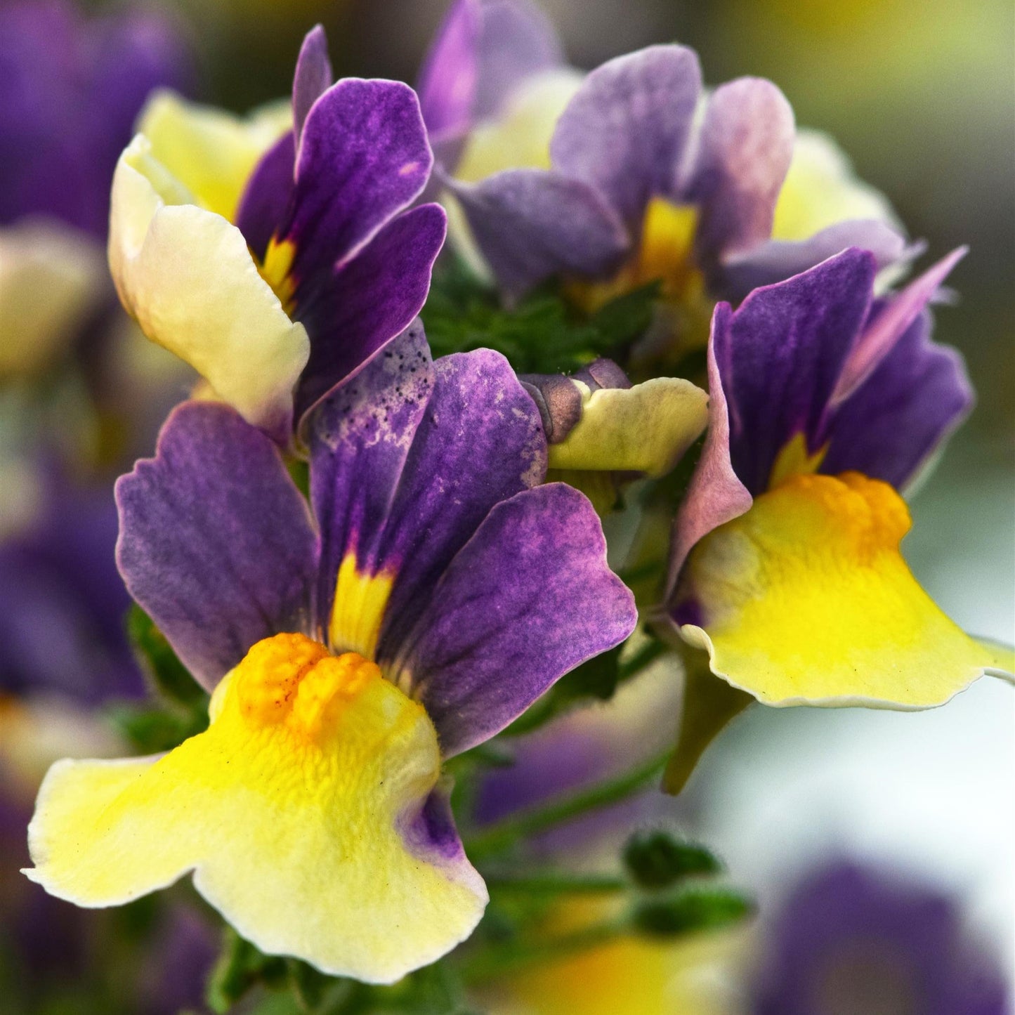 Nemesia 'Escential'