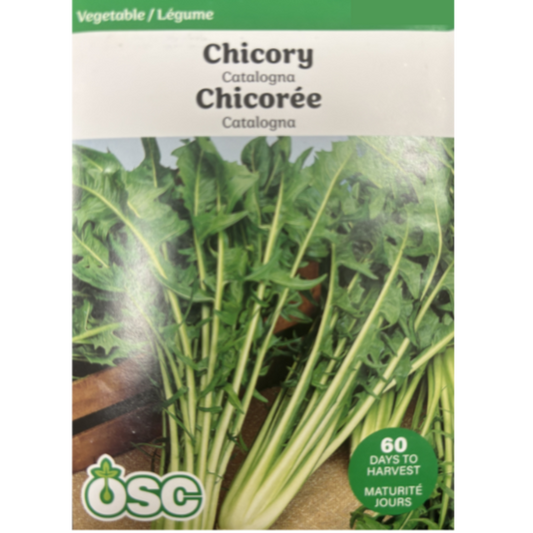 OSC Seeds Chicory Catalogna Pkg.