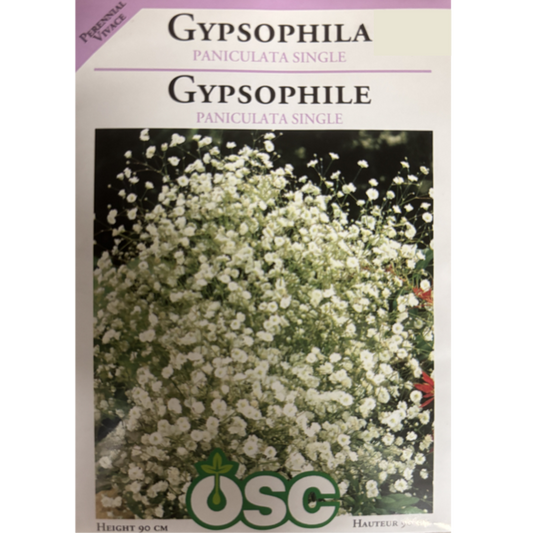 OSC Seeds Gypsophila Paniculata Single Pkg.