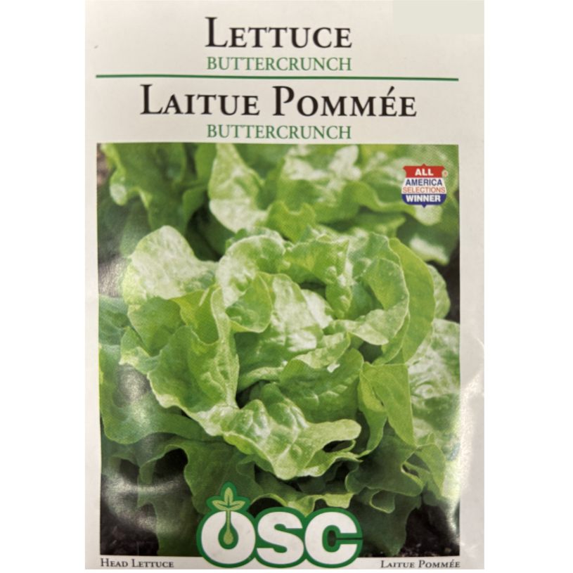 OSC Seeds Lettuce Buttercrunch Pkg.