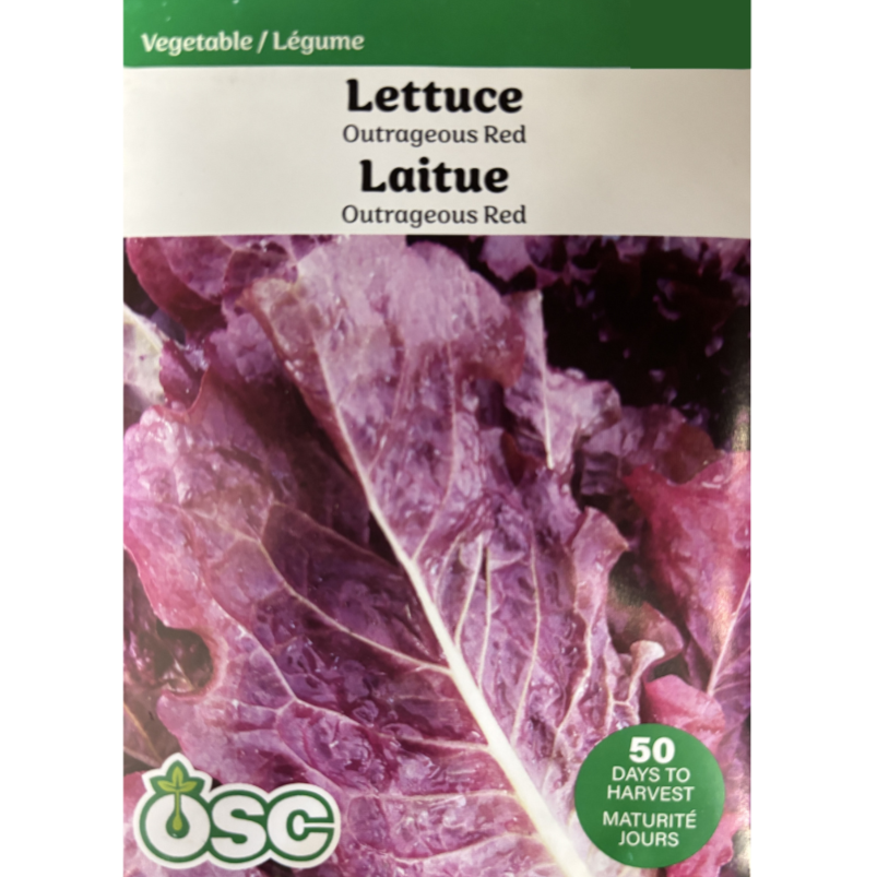 OSC Seeds Lettuce Outrageous Red Pkg.