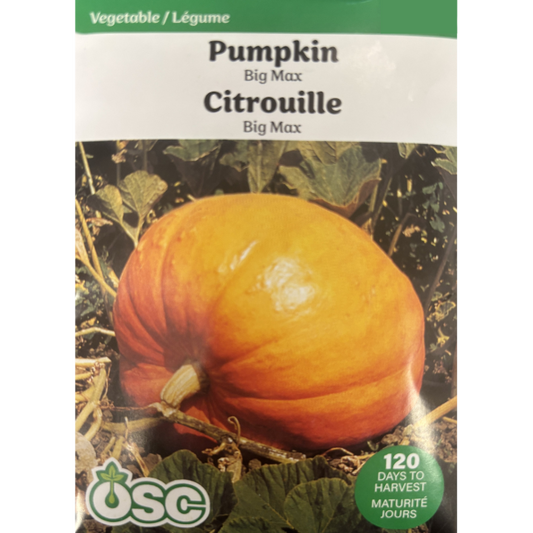 OSC Seeds Pumpkin Big Max Pkg.