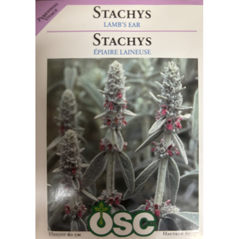 OSC Seeds Lamb's Ear Stachys Pkg.