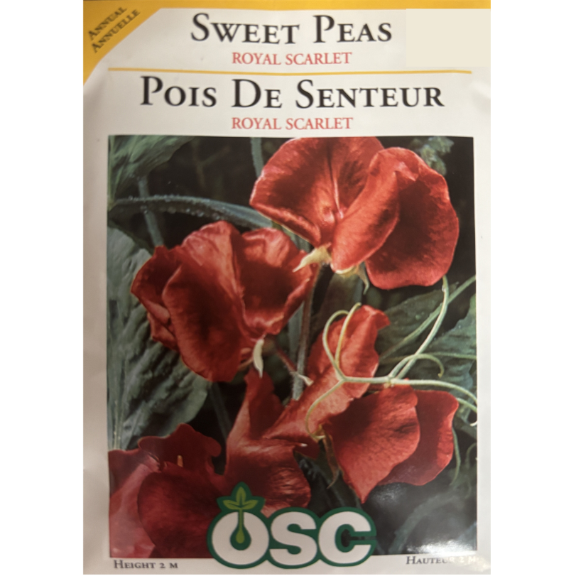 OSC Seeds Sweet Pea Royal Scarlet Pkg.