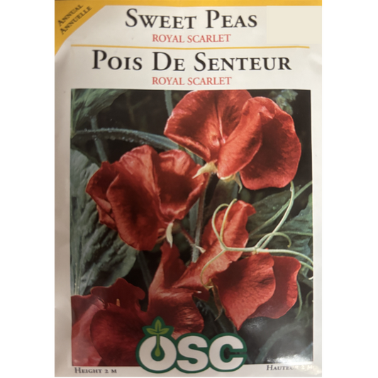 OSC Seeds Sweet Pea Royal Scarlet Pkg.