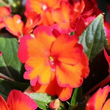 Impatiens Exotic 'SunStanding®'