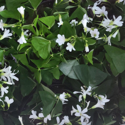 Oxalis 'False Shamrock'