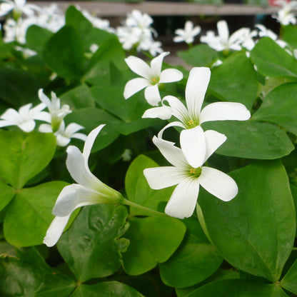 Oxalis 'False Shamrock'