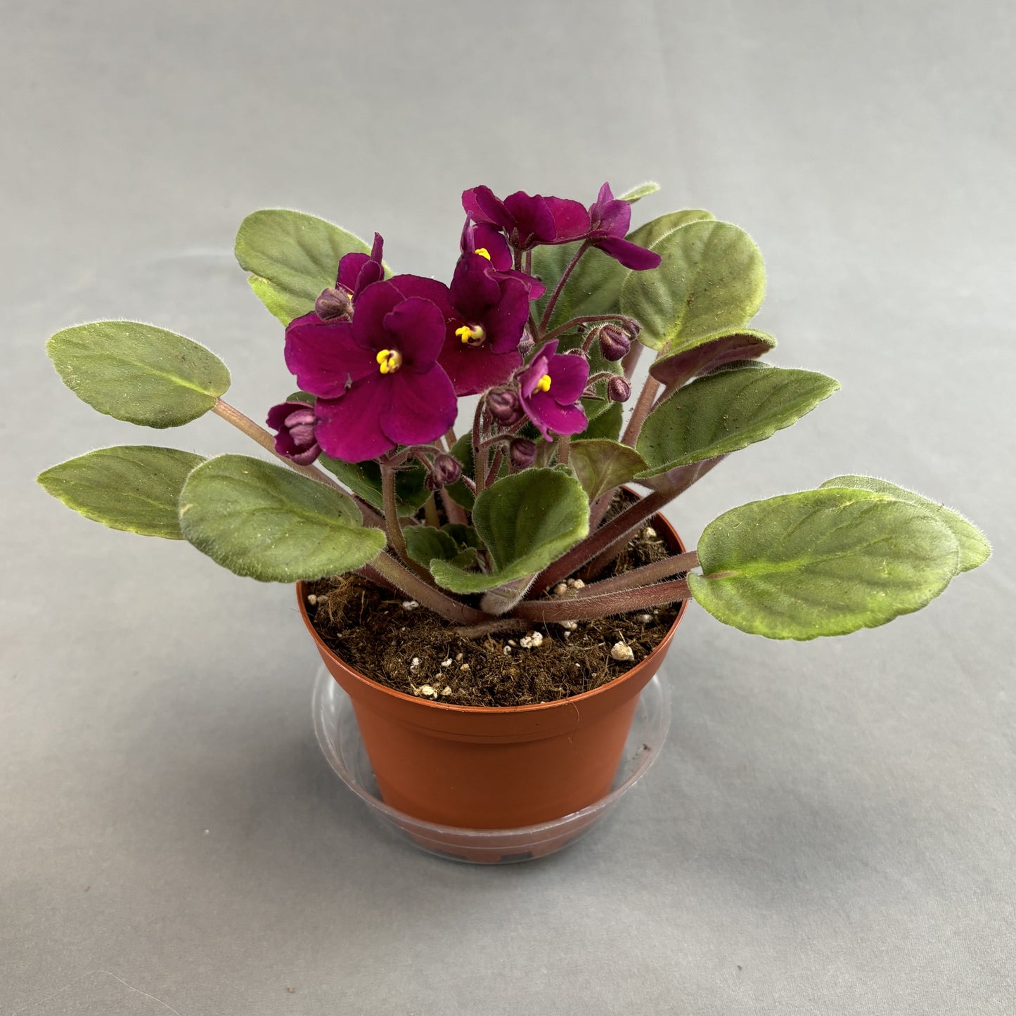 African Violet