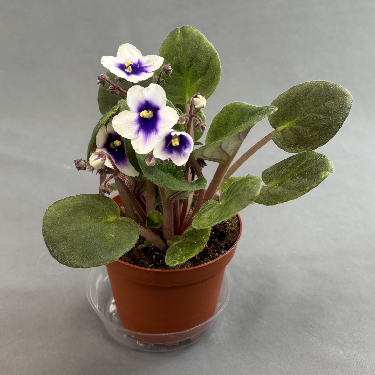 African Violet