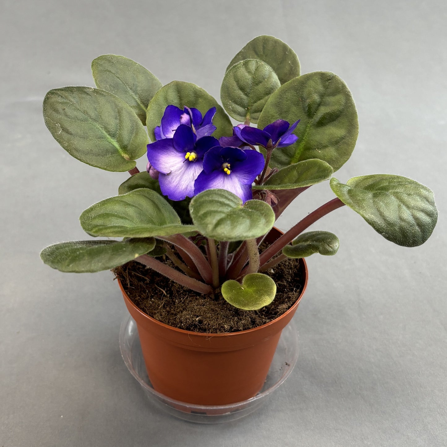 African Violet