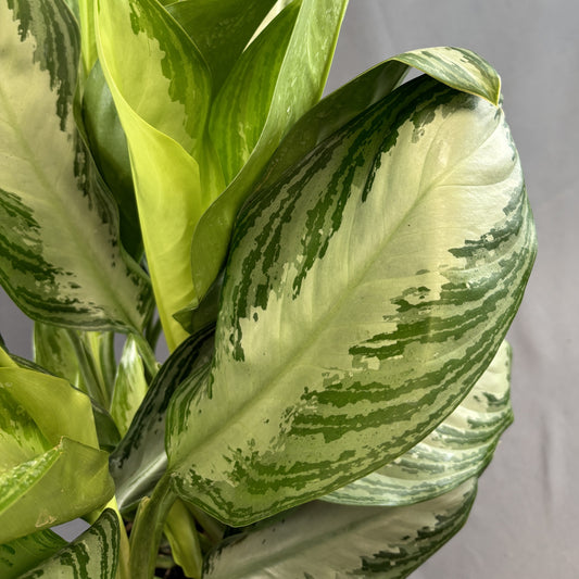 Aglaonema 'Silver Bay'