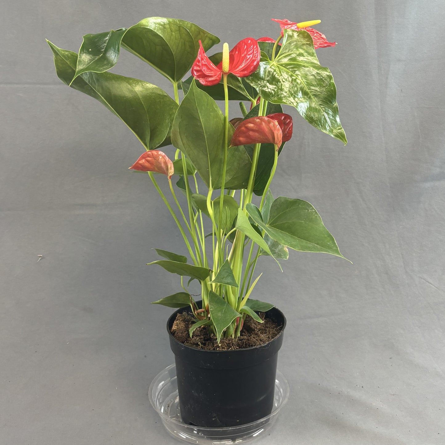 Anthurium andreanum