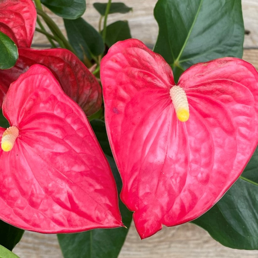 Anthurium andreanum