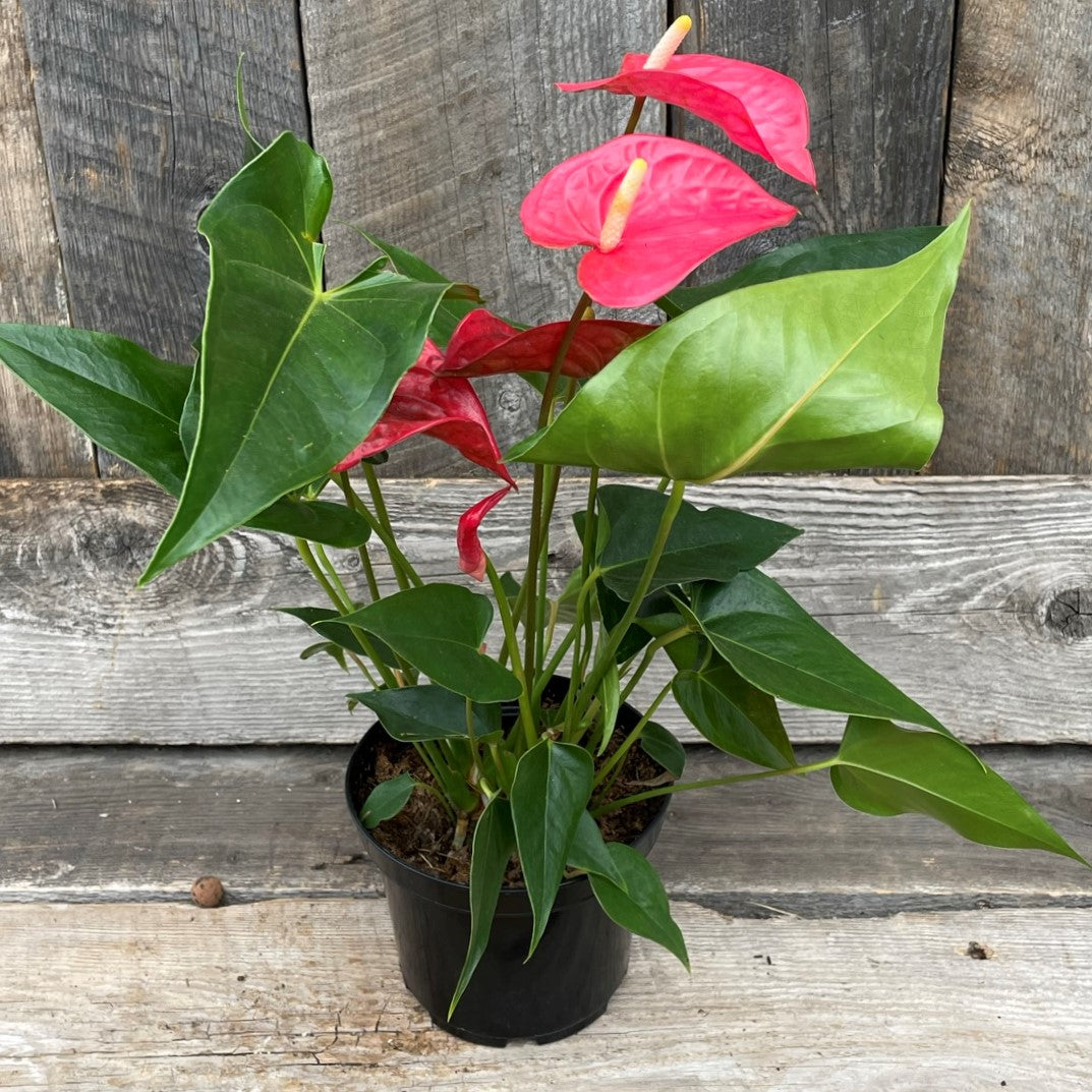 Anthurium andreanum