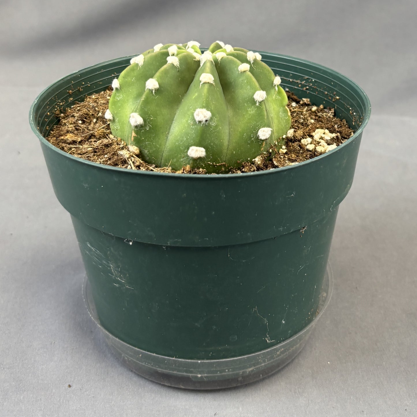 Echinopsis subdenudata