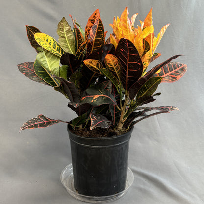 Croton 'Petra'