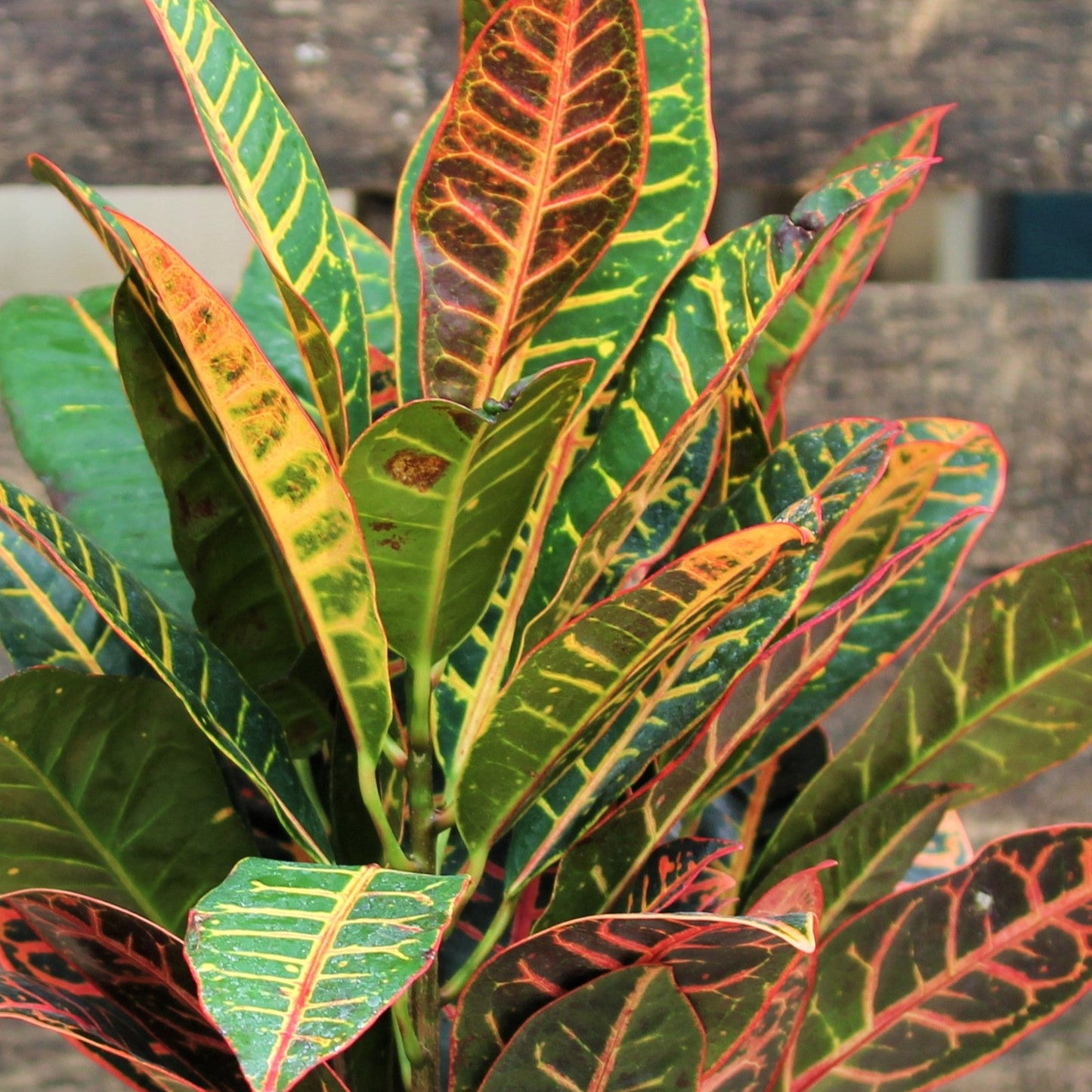 Croton 'Petra'