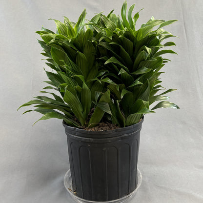 Dracaena 'Janet Craig'